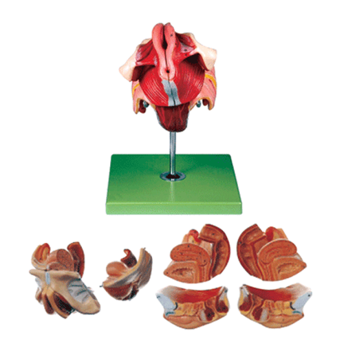 Maqueta de Modelo de Órganos Genitales Femeninos